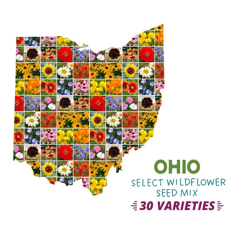 ohio native plant seeds Ohio Wildflower Seed Mix