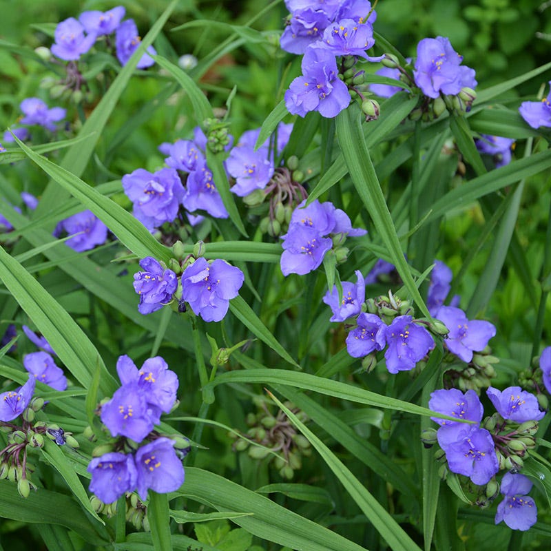 spiderwort plant seeds Ohio Spiderwort Seeds