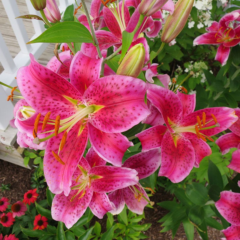 are stargazer lilies asiatic or oriental Stargazer Oriental Lily Bulbs, Lilium