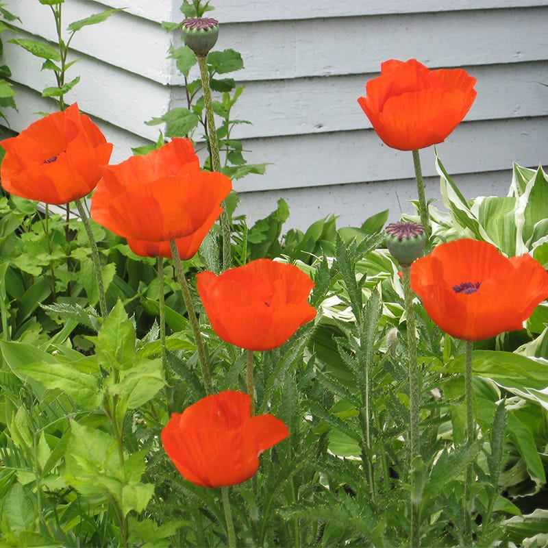 oriental garden seeds Oriental Poppy Seeds, Papaver orientale