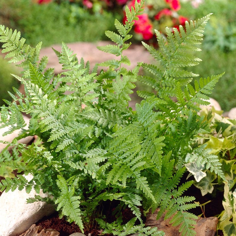 cinnamon fern companion plants Cinnamon Fern, Osmunda cinnamomea