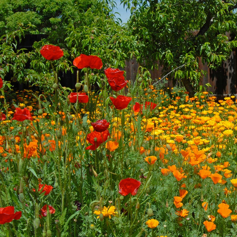 western washington wildflower seeds Pacific Northwest Pollinator Wildflower Seed Mix