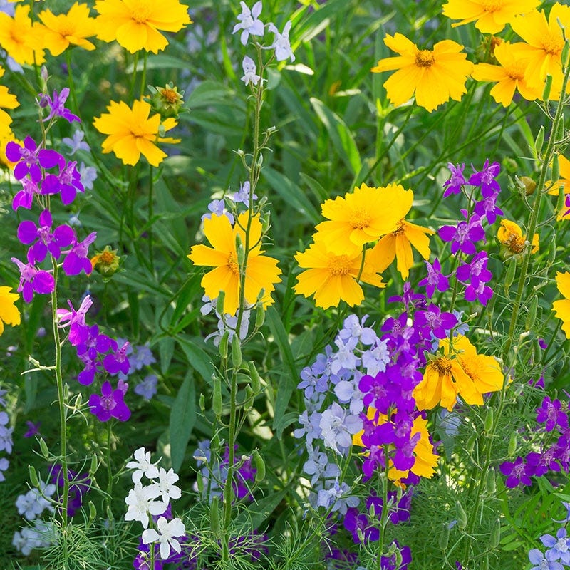 planting wildflower seeds pnw Pacific Northwest Wildflower Seed Mix