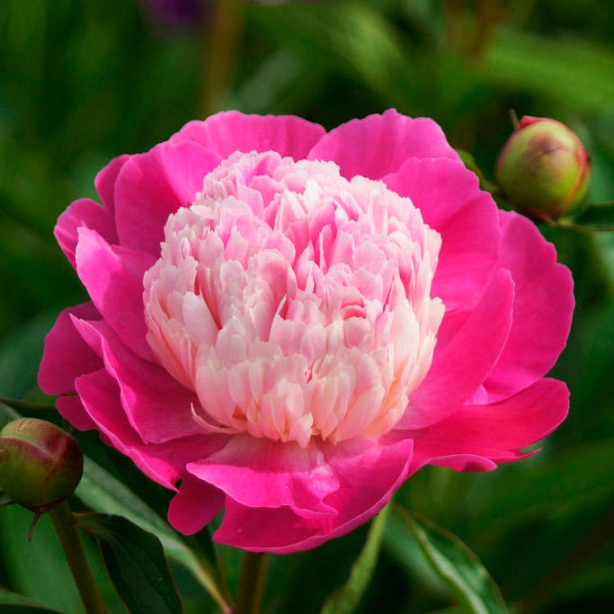 perce wheel l tarp peony Gay Paree Peony, Paeonia