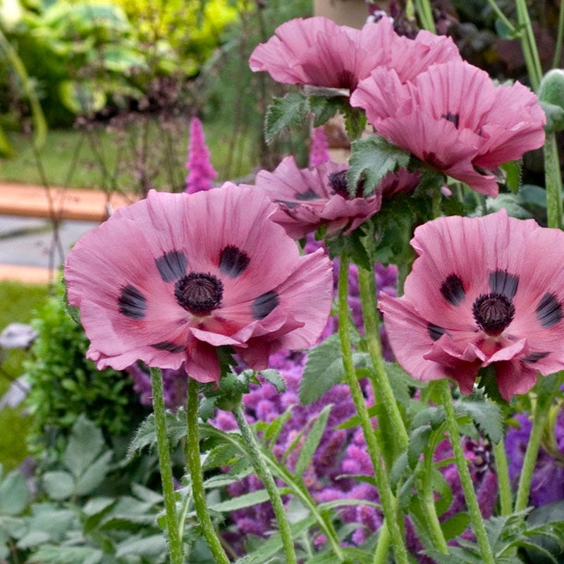 oriental poppy plants Patty's Plum Oriental Poppy, Papaver orientale