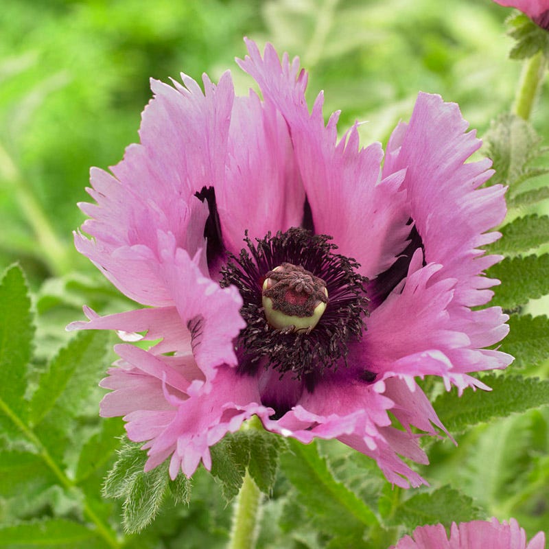 Censation Pink Perfection Oriental Poppy, Papaver | American Meadows