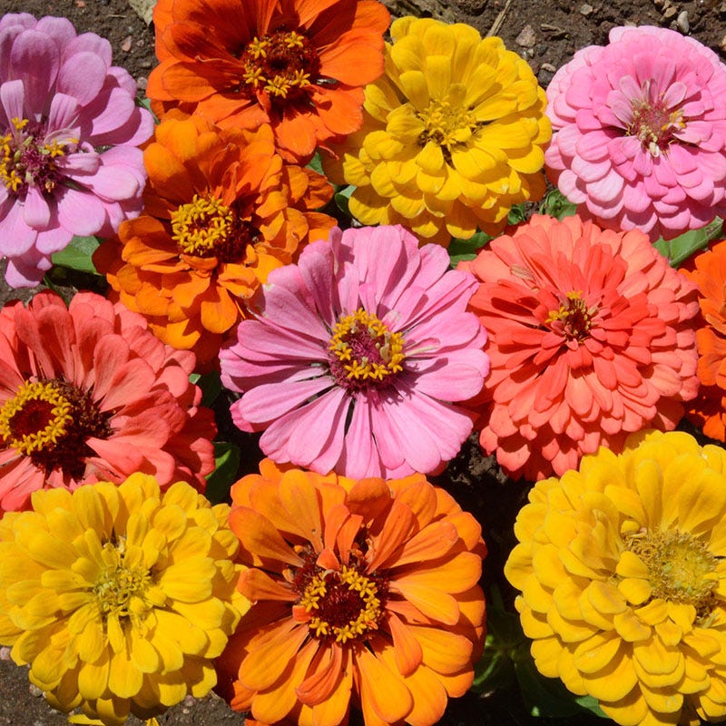 zinnia flower seed mix Peachy Keen Zinnia Seed Mix