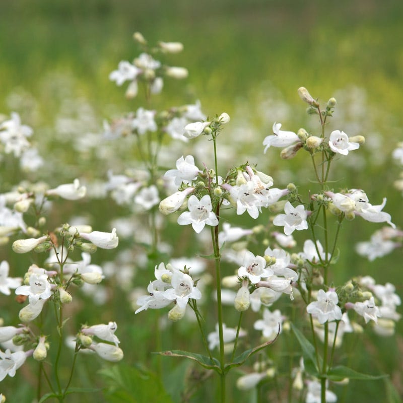 penstemon flower seeds Foxglove Penstemon Seeds | White