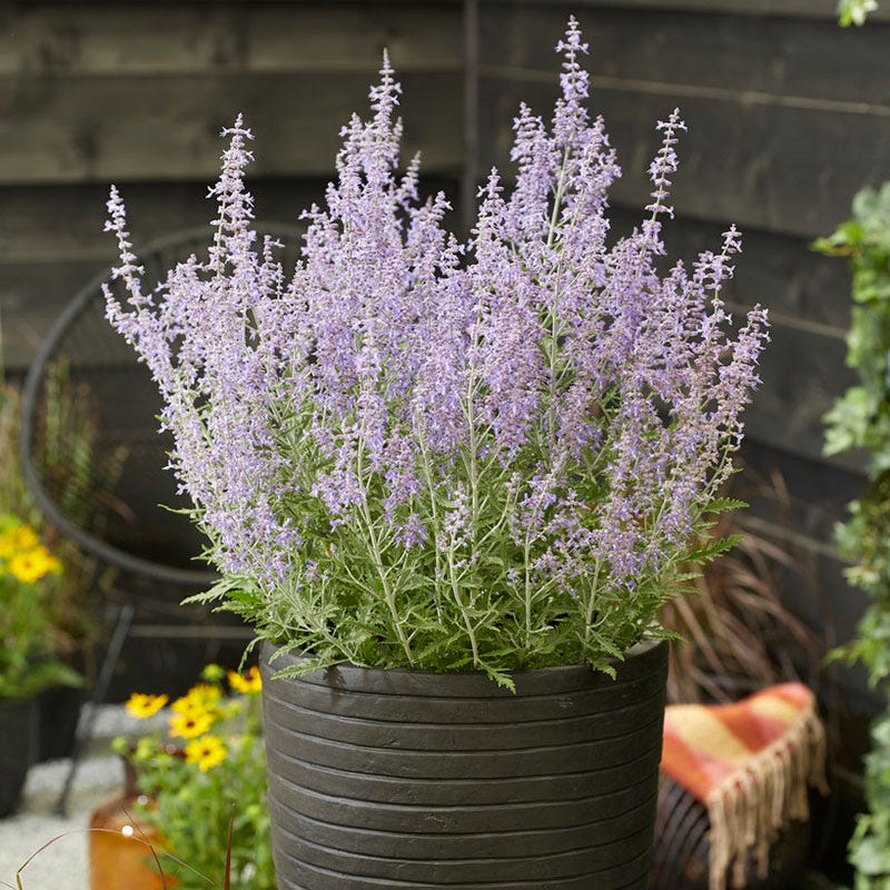 Lacey Blue Russian Sage | Purple | Plant