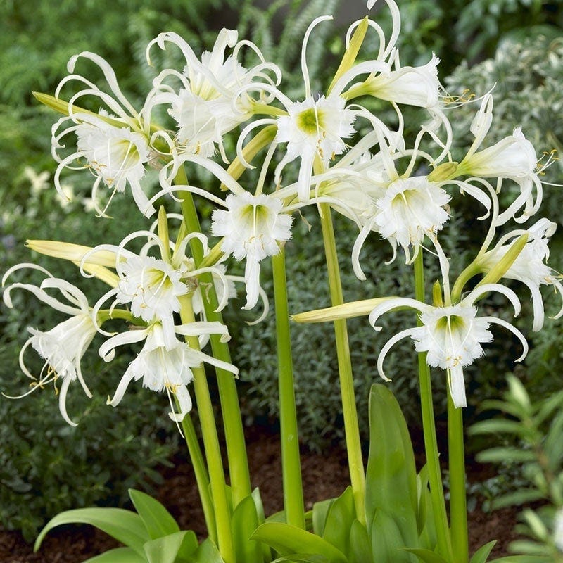 peruvian spider lily Peruvian Daffodil, Hymenocallis festalis