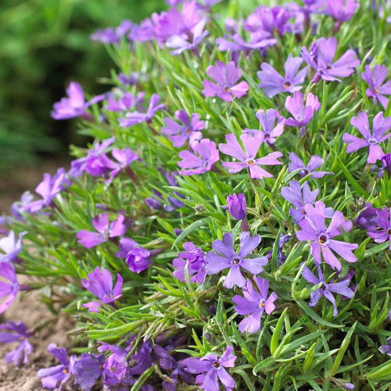 Violet Pinwheels Phlox | American Meadows