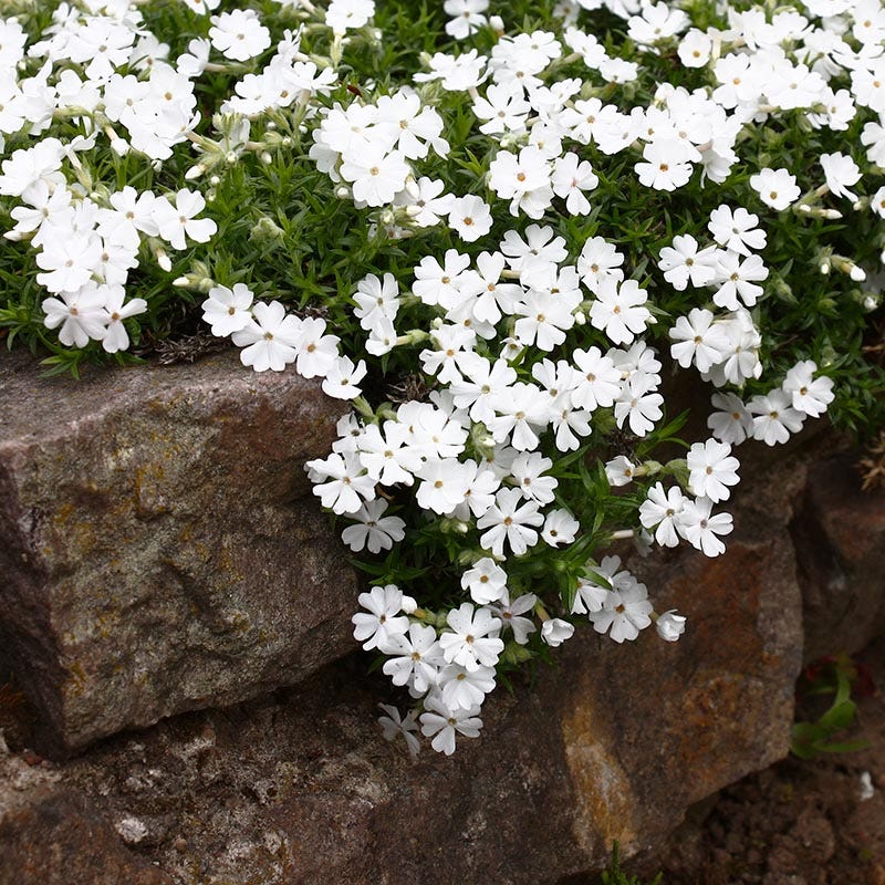 雪降花: drop White Color レコード Snowflake Creeping Phlox | American Meadows