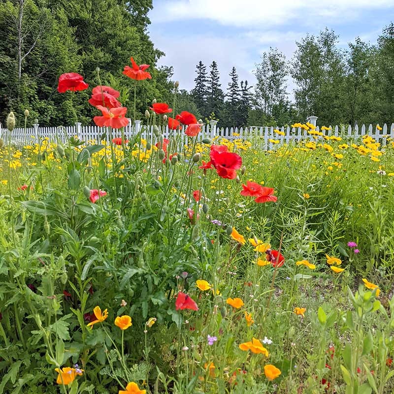 wildflower seed sticks Picket Fence Wildflower Seed Mix