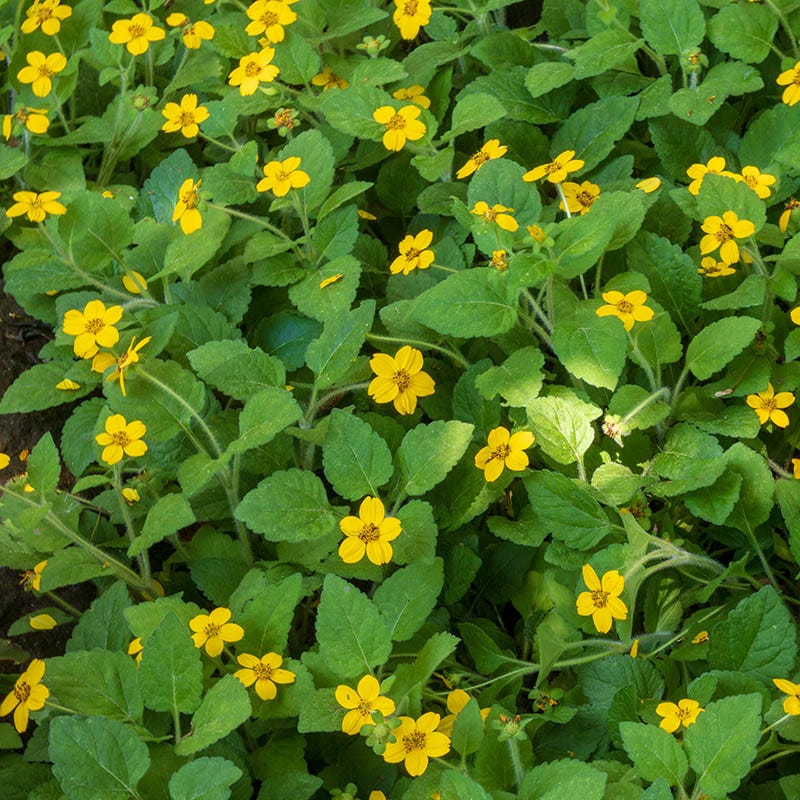 Pierre Green and Gold | Yellow | Plant