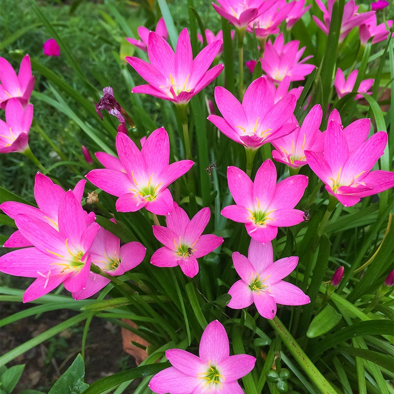 picture of rain lily flower Pink Rain Lily
