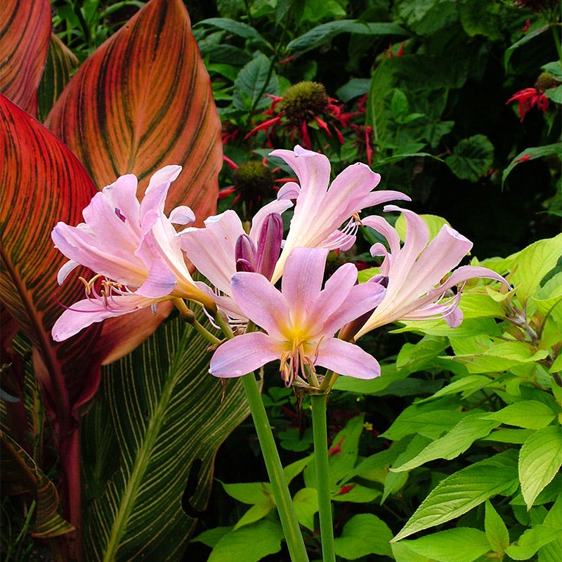 mystery lily flower Pink Surprise Lily, Lycoris squamigera