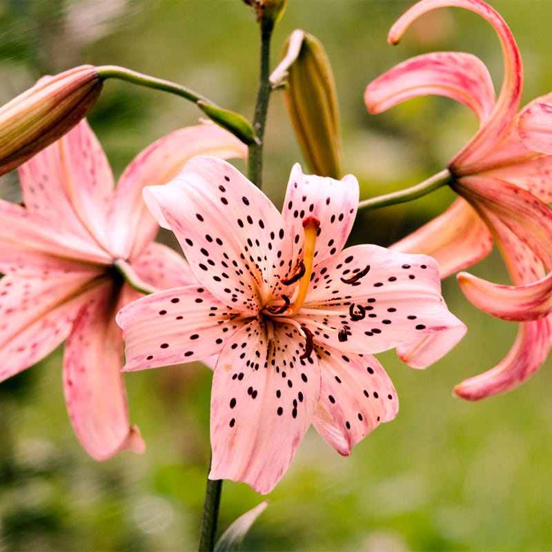 tiger lily collection Pink Tiger Lily Bulbs, Lilium