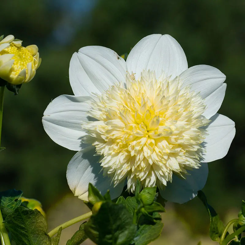 platinum blonde lavender seeds Platinum Blonde Anemone Dahlia