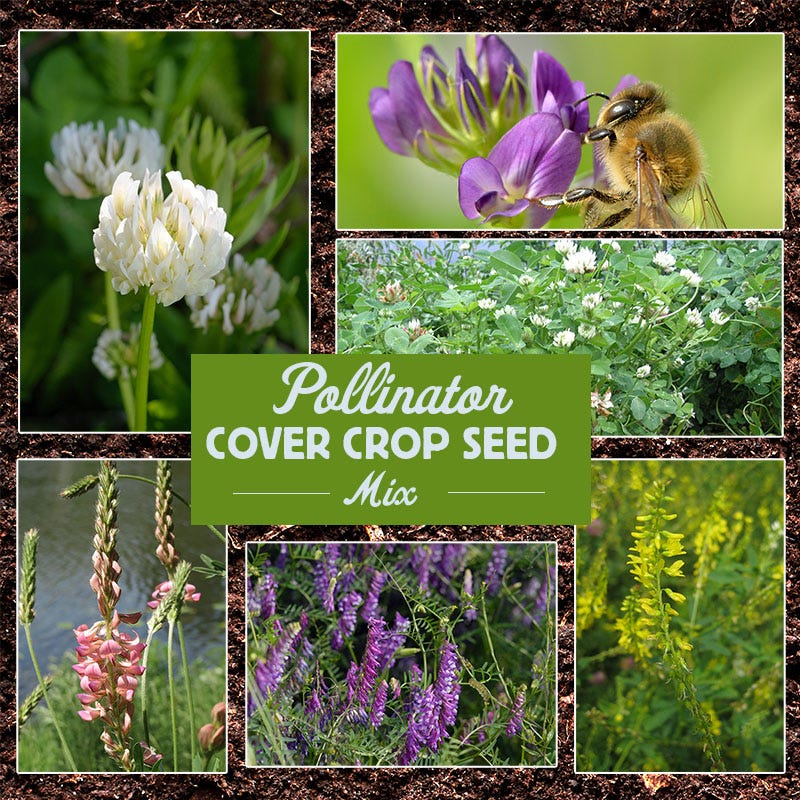wildflower ground cover seeds 10 lb Pollinator Cover Crop Seed Mix by American Meadows