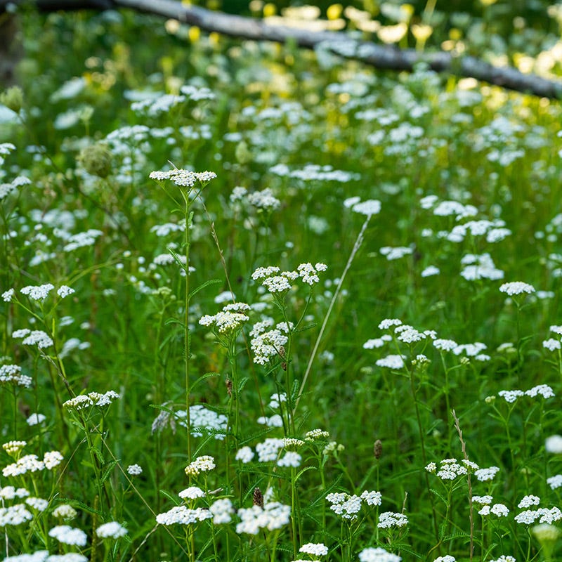 flower lawn seed mix 5 lb Pollinator Paradise Flowering Lawn Seed Mix