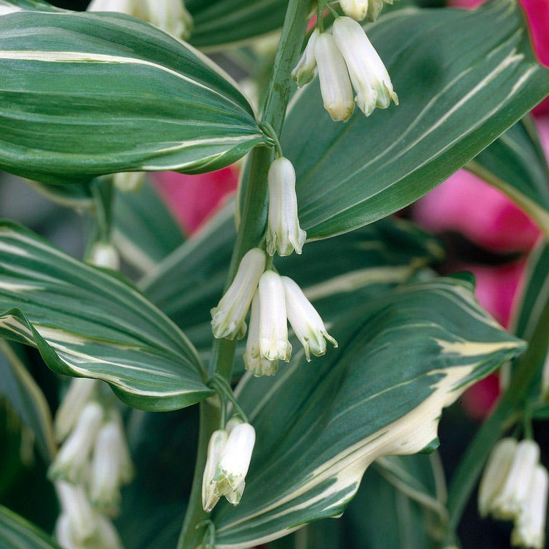 solomon plant succulent Variegated Solomon's Seal, Polygonatum