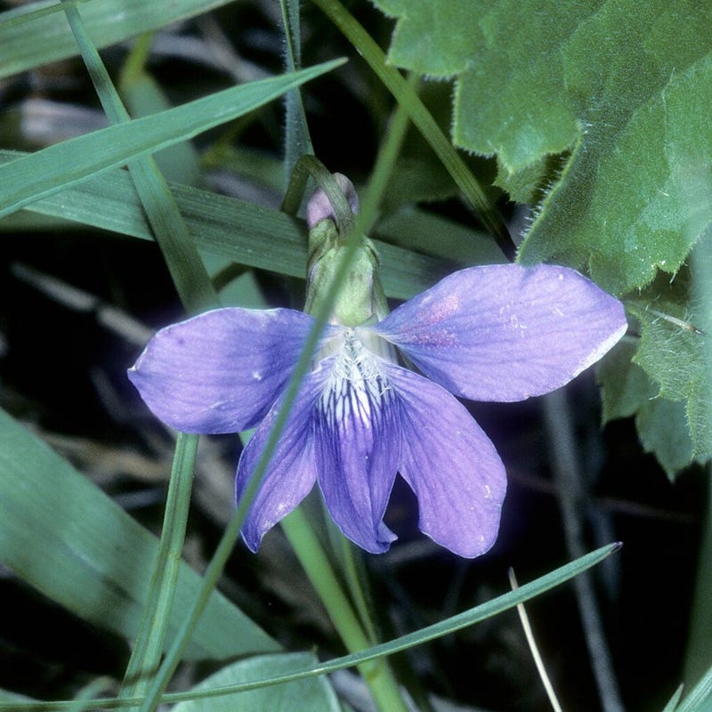 Prairie Violet Seeds, Viola pedatifida | American Meadows