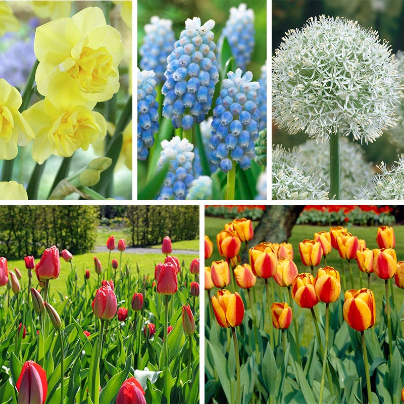 Premier Flower Bulb Collection | American Meadows
