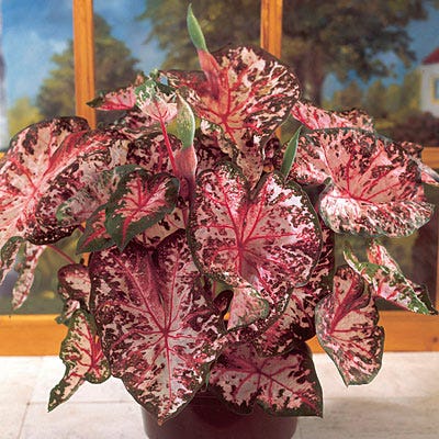 house plant that looks like caladium Carolyn Whorton Caladium