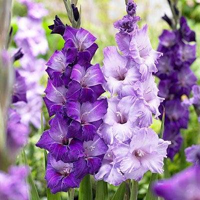 gladiolus flower seeds online Blue Moon Gladiolus Mix