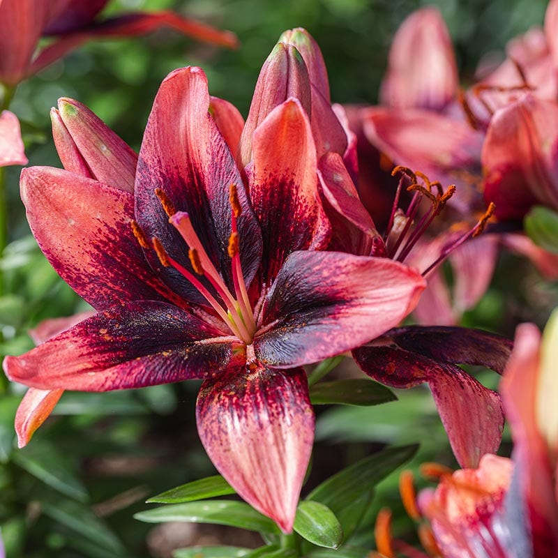 asiatic lily description Purple Dream Asiatic Lily