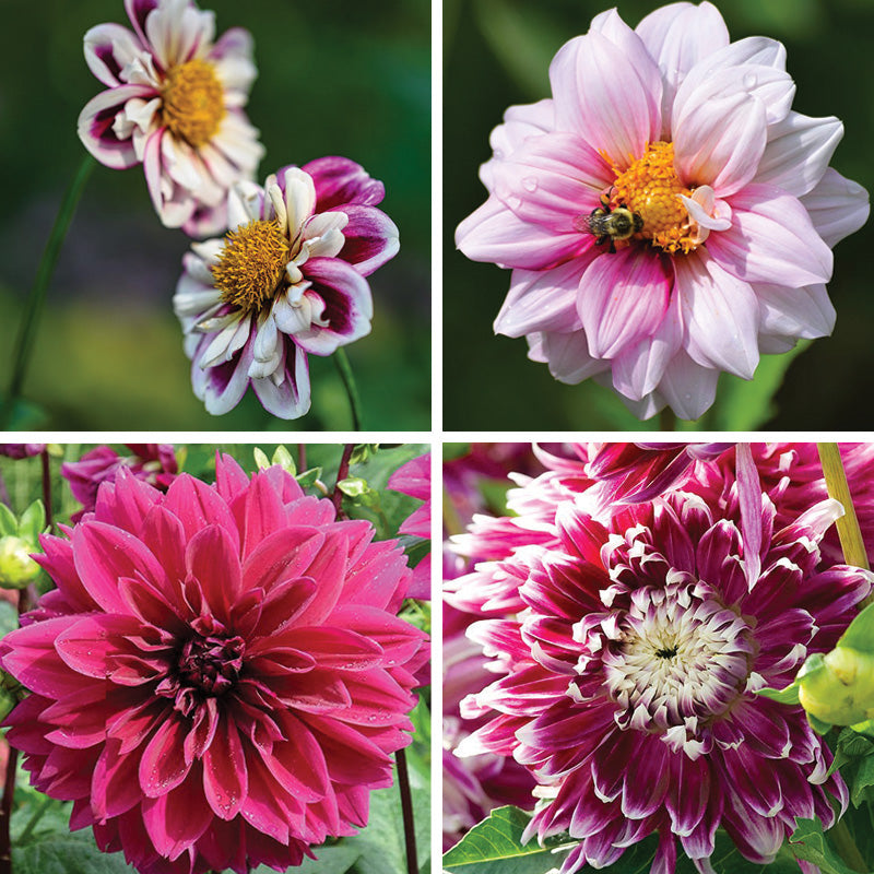 Purple Paradise Dahlia Collection | American Meadows