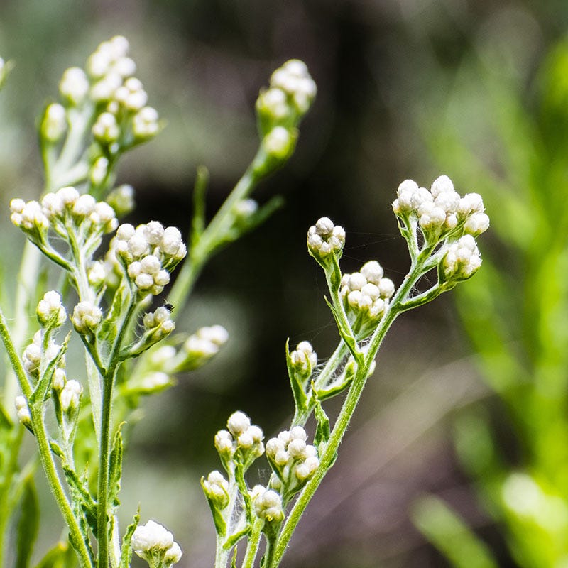 Plantain-leaf Pussytoes | White | Plant