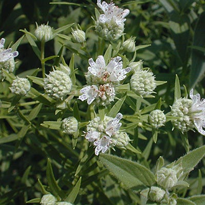 Hairy Mountain Mint Seeds | White
