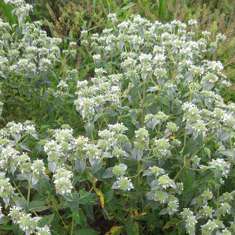 plant in the mint family with healthful seeds nyt Short-Toothed Mountain Mint, Pycnanthemum
