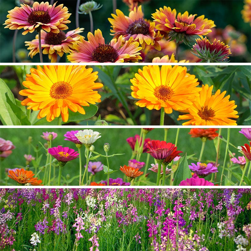 fast growing wildflower seeds Quick Blooming Wildflower Seed Collection