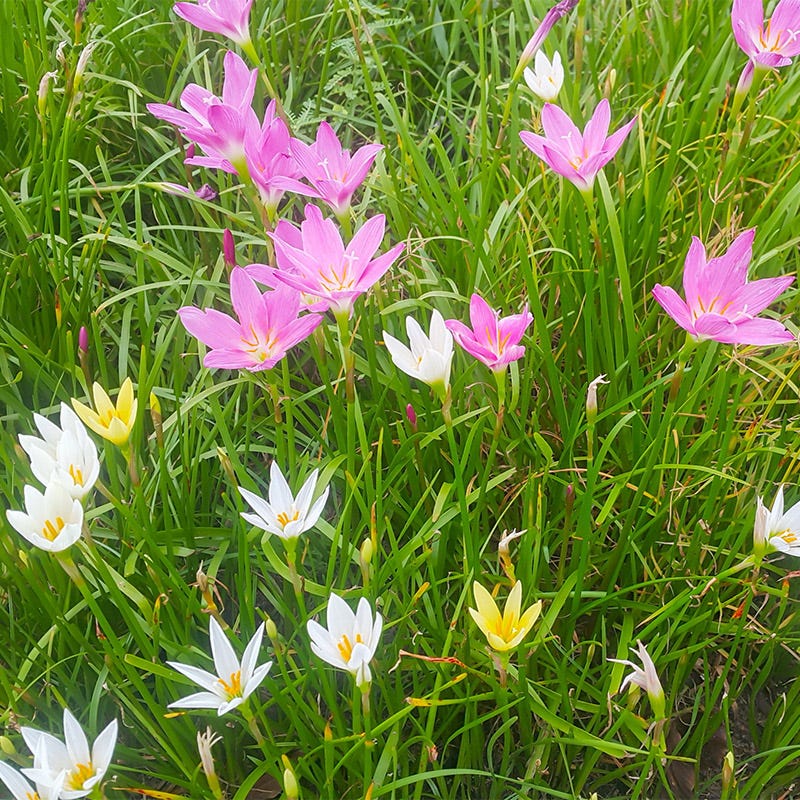 fairy lily flower Rain Lily Mix