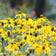 Yellow Prairie Coneflower Seeds|Yellow Prairie Coneflower Seeds, Ratibida columnaris