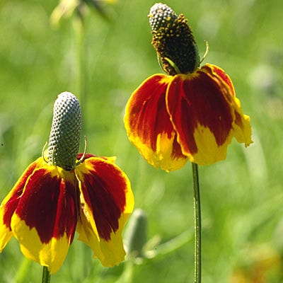 plant seeds cap Mexican Hat Seeds | Red/Yellow