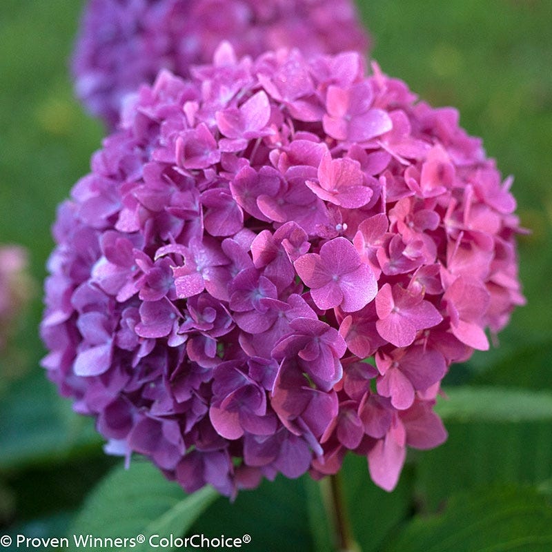 Let's Dance Rave Hydrangea| American Meadows