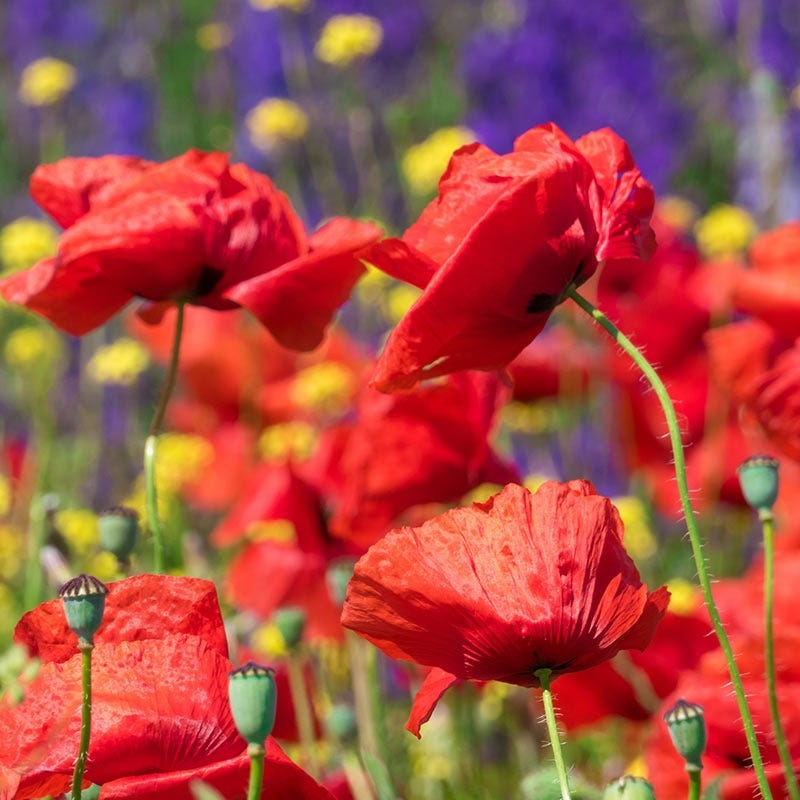 poppy seeds for planting for sale Poppy Seeds | Red
