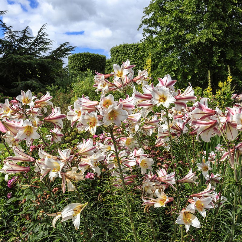 white trumpet lily Regale Trumpet Lily Bulbs, Lilium