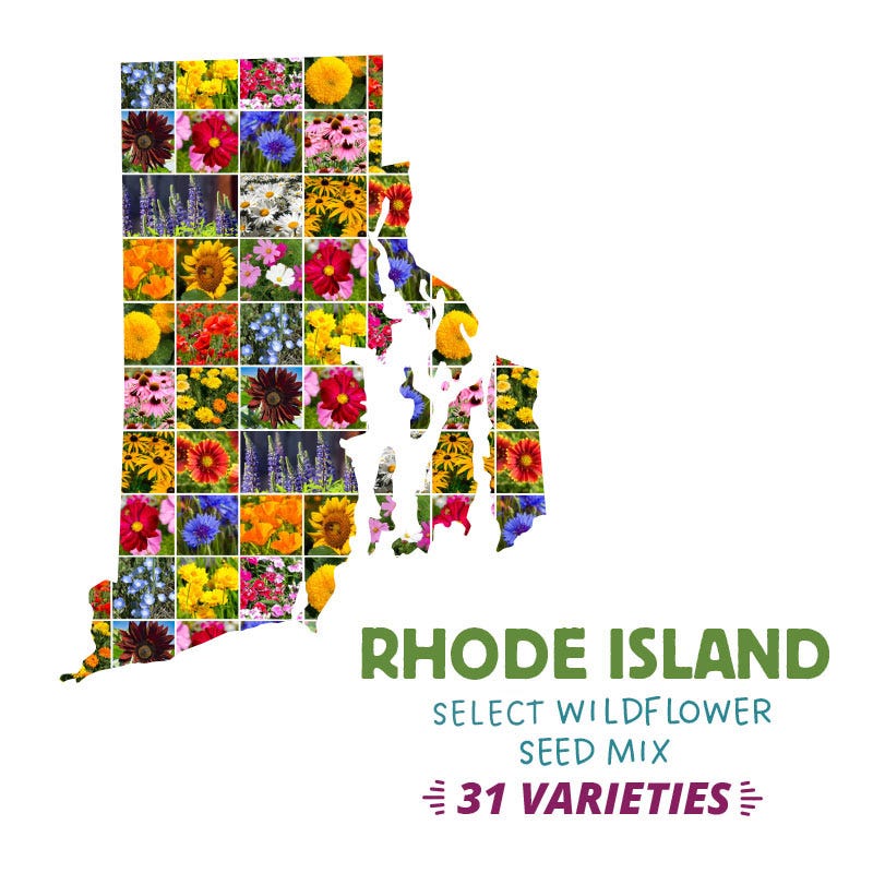 best time to plant grass seed in rhode island Rhode Island Wildflower Seed Mix