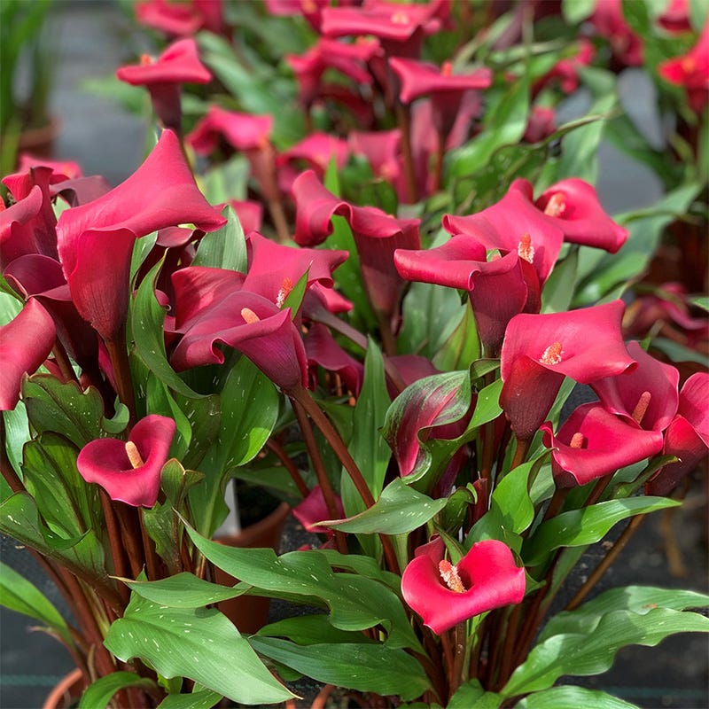 red calla lily flower Rocket Calla Lily
