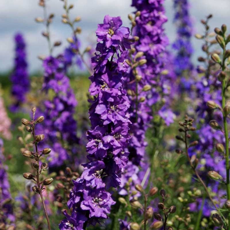 larkspur flower seeds Rocket Larkspur Seeds Lilac Spire, Delphinium