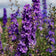 Lilac Spire Rocket Larkspur Seeds