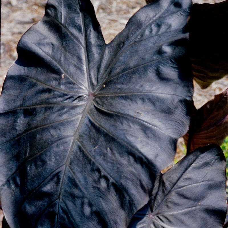 Royal Hawaiian Diamond Head Elephant Ear, Colocasia