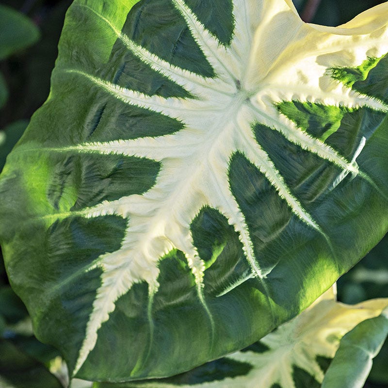 Royal Hawaiian White Lava Elephant Ear, Colocasia