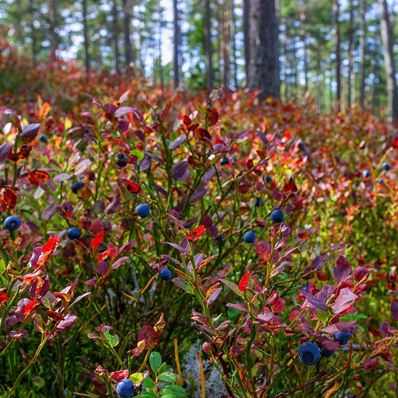 blueberry plant in ground or pot Ruby Carpet Wild Blueberry