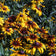 Gloriosa Daisy Seeds|Red and Yellow Gloriosa Daisy Wildflower Seeds, Rudbeckia hirta