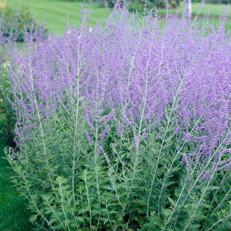 Russian Sage | Purple | Plant - 3" Pot by American Meadows